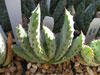 Aloe marlothii