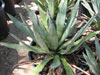 Agave murpheyi