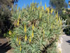 Aloe arborescens