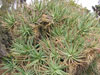 Aloe arborescens