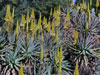 Aloe arborescens