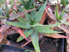 Aloe mzimbana