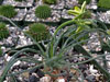 Albuca namaquensis