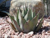 Agave neomexicana