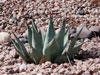 Agave neomexicana