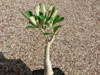 Adenium obesum