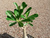 Adenium obesum