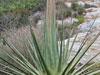 Agave ocahui