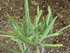 Adenium oleifolium