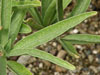 Adenium oleifolium