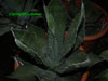 Agave oroensis