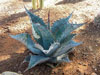 Agave ovatifolia