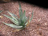 Agave palmeri