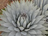 Agave parryi