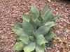 Agave parryi