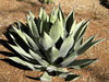 Agave parryi