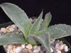 Agave parryi