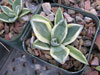 Agave parryi