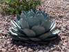 Agave parryi