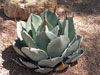 Agave parryi