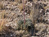 Agave parviflora