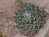 Agave parviflora