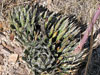 Agave parviflora