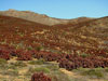 Aloe pearsonii