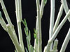 Adenia pechuelii