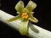 Adenia pechuelii