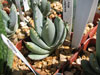 Aloe peglare