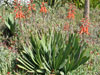 Aloe plicatilis