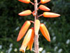 Aloe plicatilis