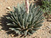 Agave polianthiflora