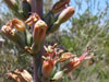 Agave polianthiflora