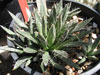 Agave polianthiflora