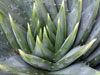 Aloe polyphylla