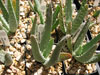 Aloe porphyrostachys