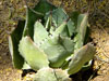 Agave potatorum