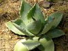 Agave pygmae