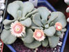 Aloinopsis rosulata