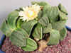 Aloinopsis rubrolineata