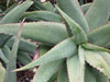 Aloe rubroviolacea