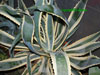 Agave salmiana