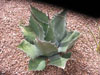 Agave salmiana