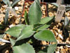 Agave scabra