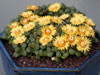 Aloinopsis schooneesii