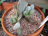 Adromischus schuldtianus