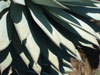 Agave sebastiana