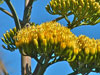 Agave sebastiana